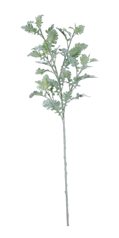 Extra Large 108cm Dusty Miller - Outdoor Garden Decor and Planting Solution
