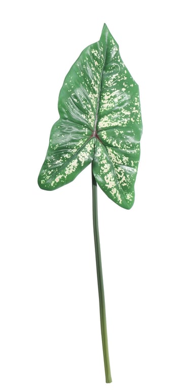 Syngonium Leaf - Tropical Houseplant Decor (74cm)