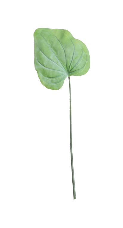 Large Hosta Leaf Green - 56cm Garden Plant with Vibrant Green Leaves