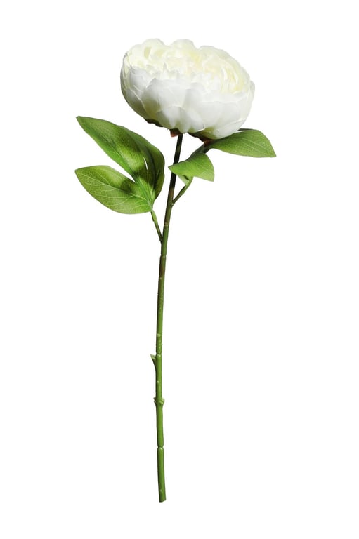 Cream Fantasia Peony in 51cm Elegant Vase - Perfect Home Decor Flower Arrangement Centerpiece