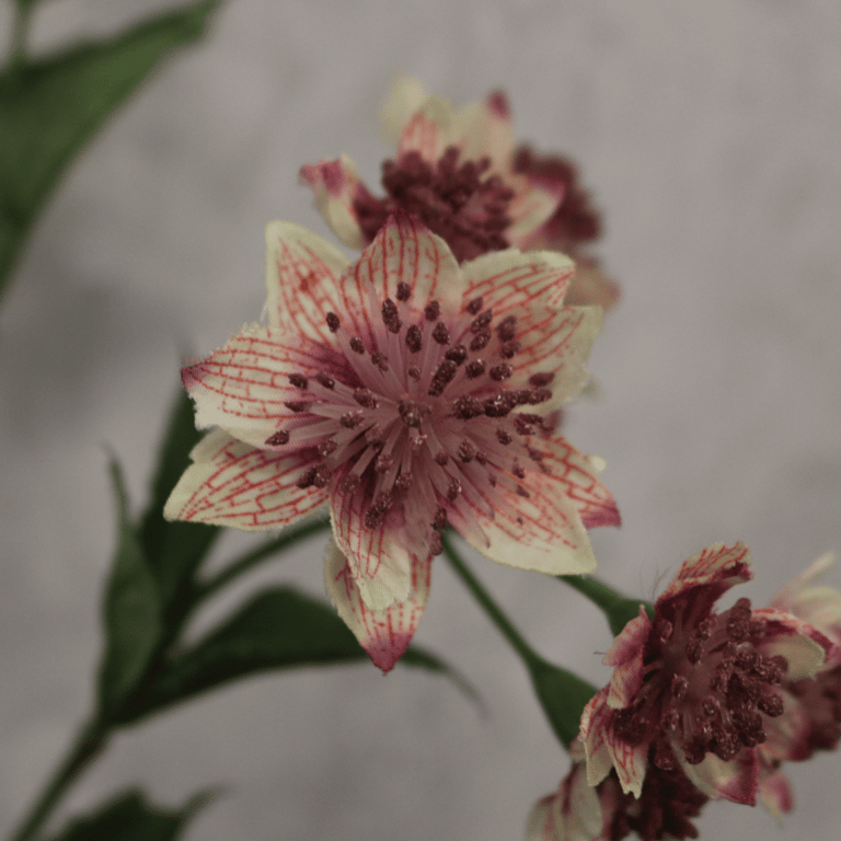 Pink Astrantia Flower Arrangement - 14 Blooms, 50cm Tall Garden Bouquet