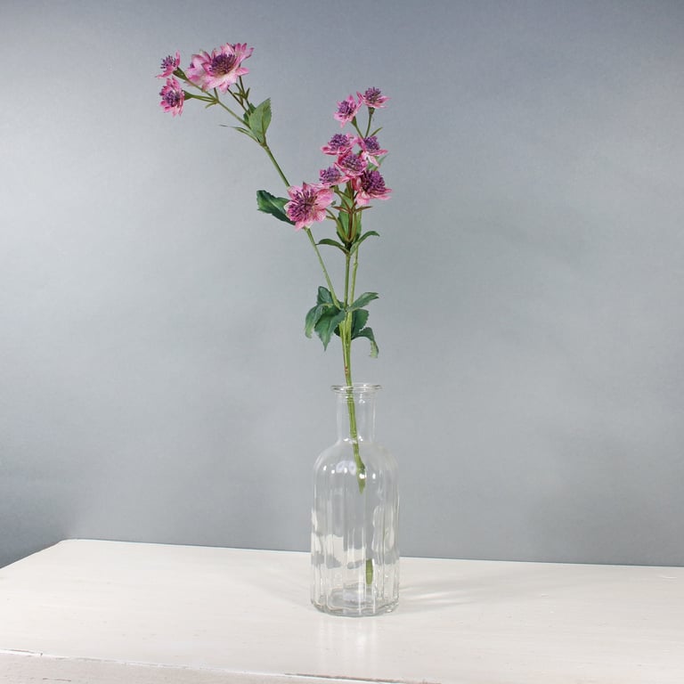 Pink Astrantia Flower Arrangement - 14 Blooms, 50cm Tall Garden Bouquet