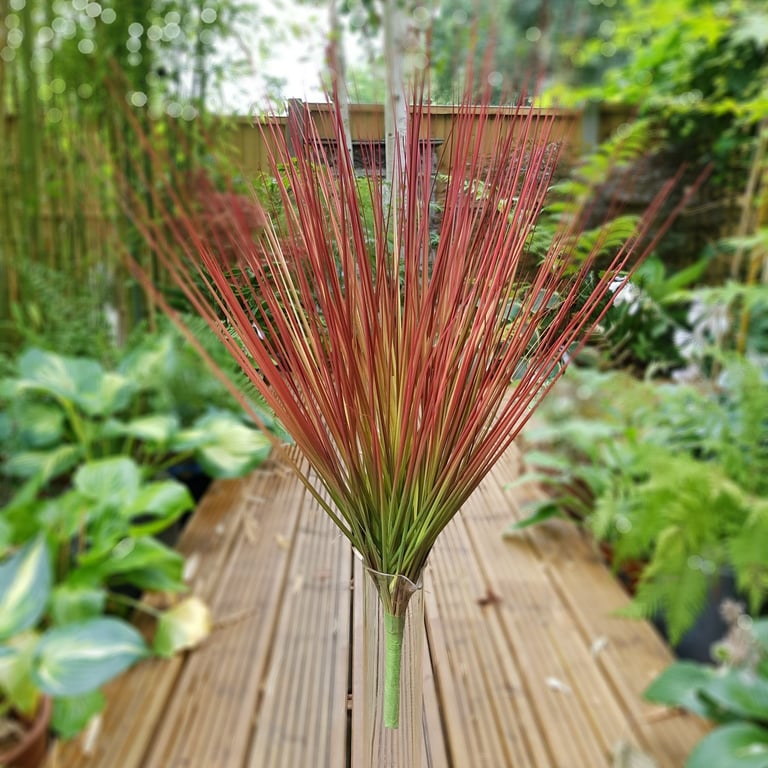 Blood Grass Bush - Low Maintenance Ornamental Ground Cover Plant for Outdoor Landscapes
