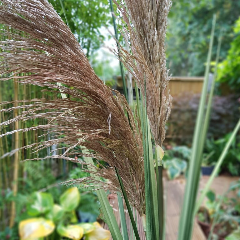 Blood Grass Pampas Spray - 155cm Tall Home Decor and Garden Decoration Addition for Fall Season