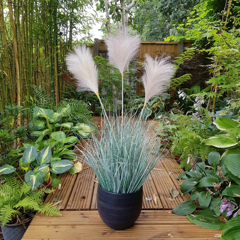 Potted Fluff Pampas 3 Heads - Natural Indoor Plant Decor for Home Garden