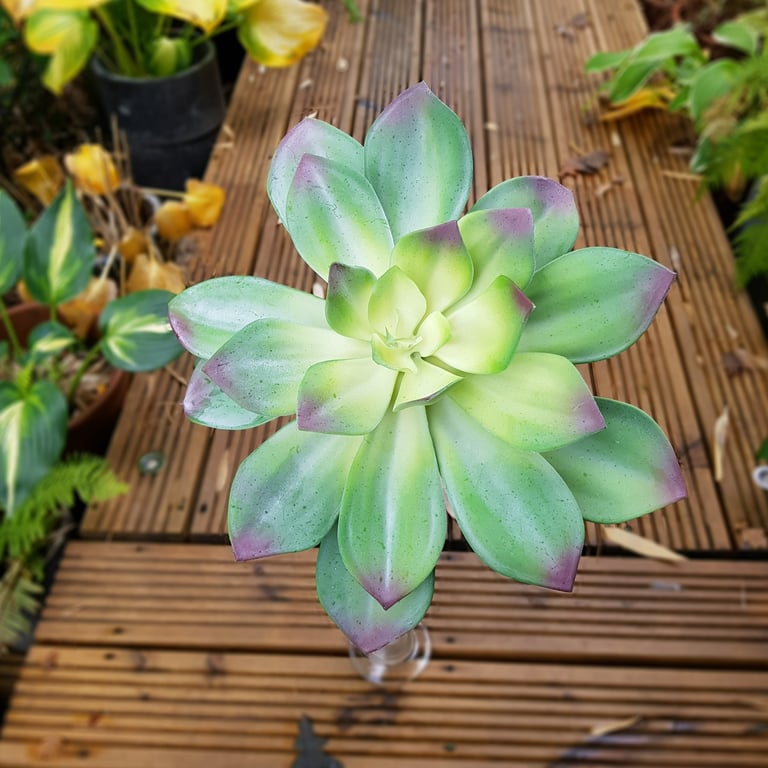 Green Succulent Spray - Fresh Indoor Plant Decoration for Home and Office Desk