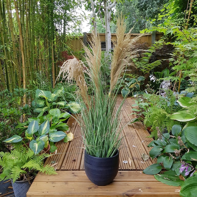 Potted Pampas Grass Set - 3 Heads (90cm) - Fall Decor and Indoor Plant for Home Garden