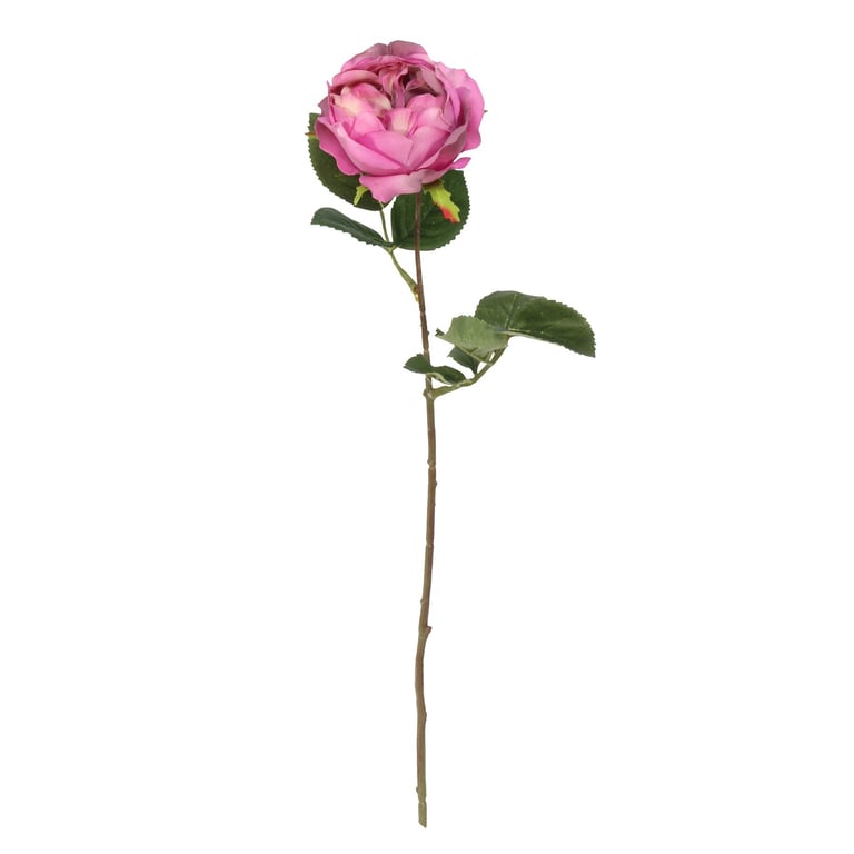 Balmoral Old Garden Purple Rose (45cm) - Large, Established Rose Bush for Home Gardens