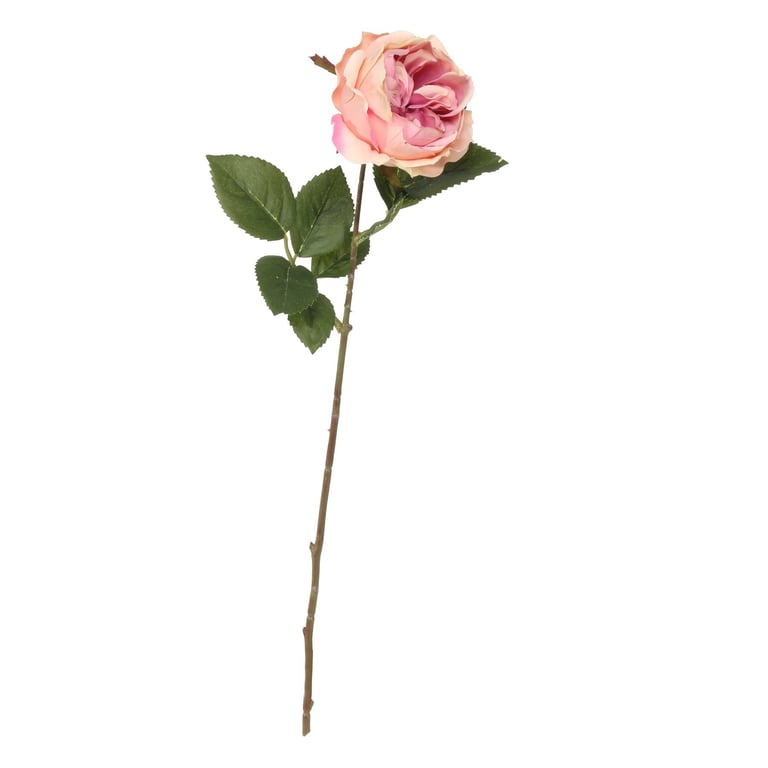 Balmoral Old Garden Light Pink Rose - 45cm Fragrant Shrub Plant