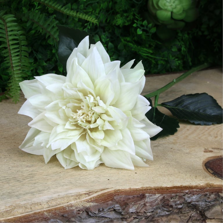 Glamis Single Dahlia with 2 Leaves Cream - Large Flower Arrangement Decoration