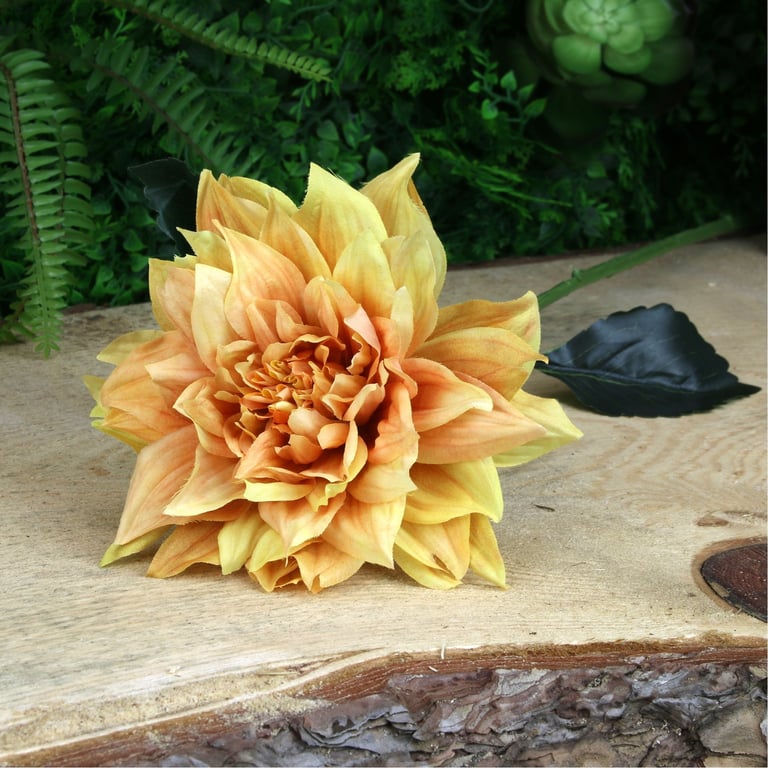Glamis Single Yellow Dahlia (61cm) - Beautiful Garden Flower for Floral Decoration and Arrangements