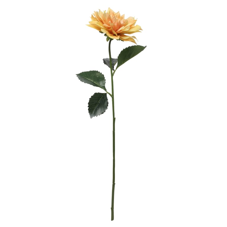 Glamis Single Yellow Dahlia (61cm) - Beautiful Garden Flower for Floral Decoration and Arrangements