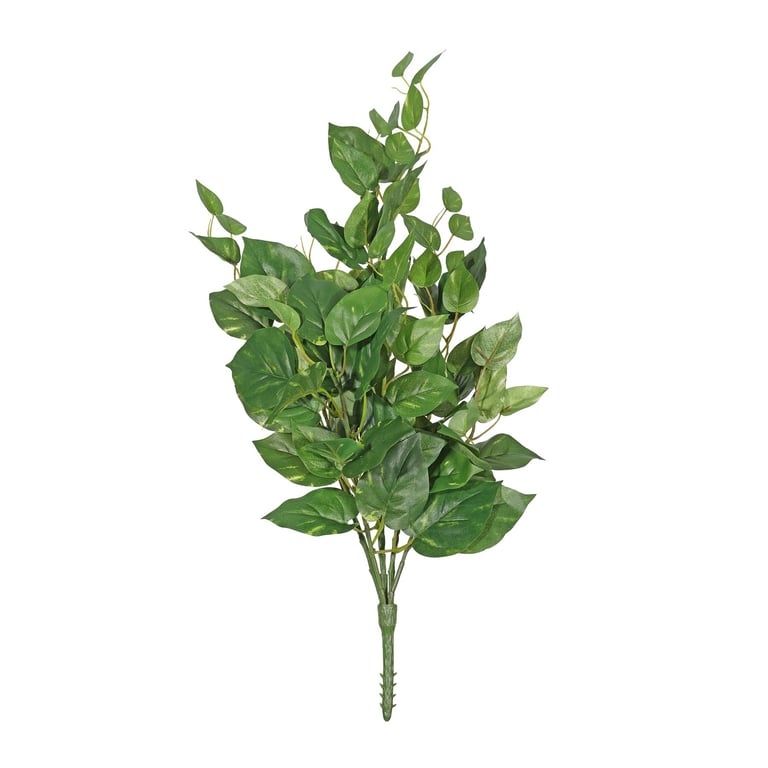 Pothos Bush 76cm - Trailing Green Indoor Climbing Plant with Leafy Vines