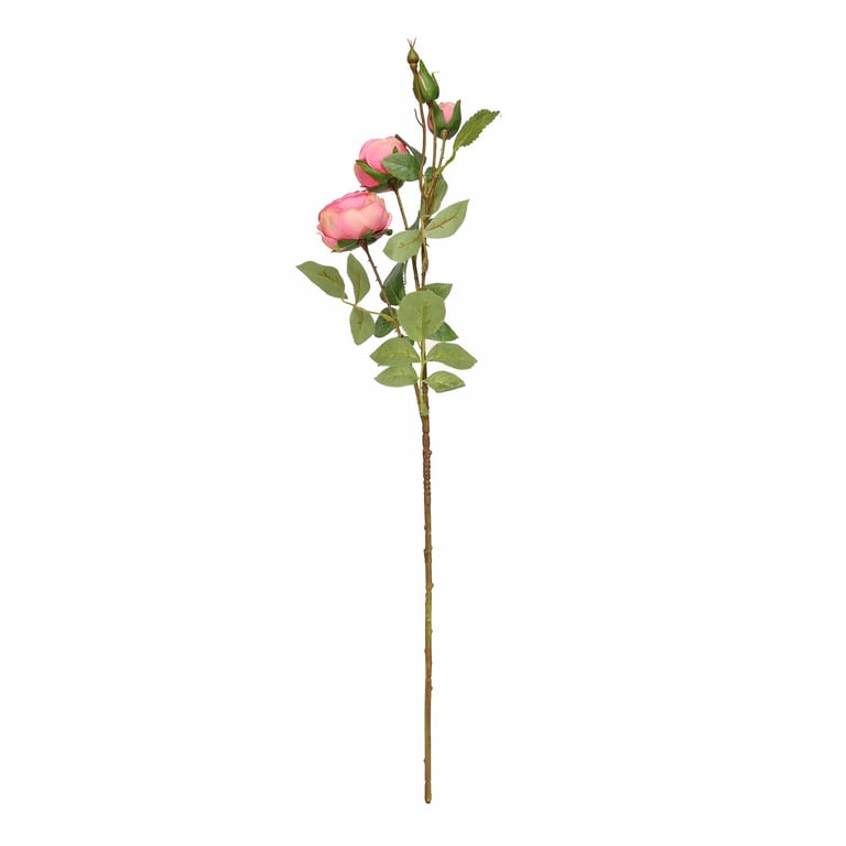 Deep Pink Garden Peony Rose - Perfect Spring Flower Bouquet for Home Decor