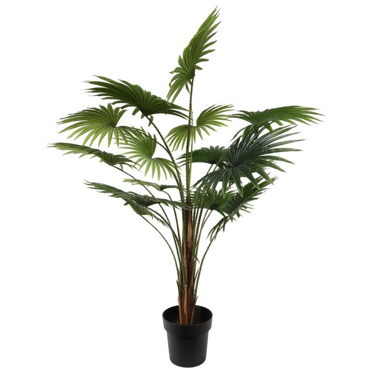 Fan Palm Potted House Plant - Large Tropical Indoor Palm Tree (120cm)