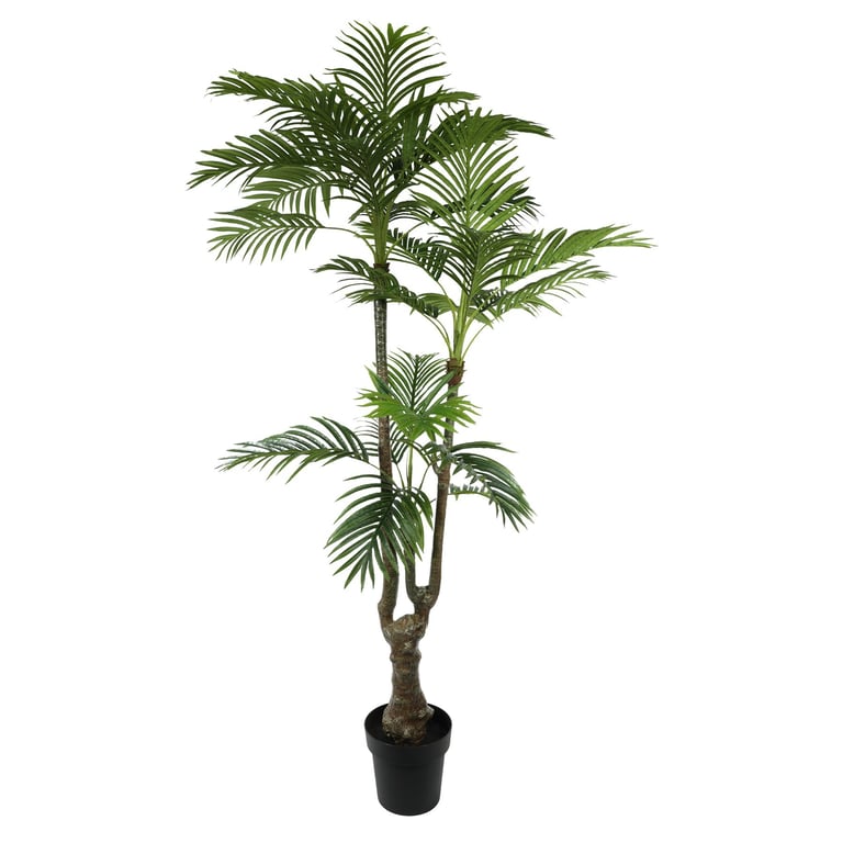 Large Potted Palm Tree - 175cm Tall Indoor Houseplant