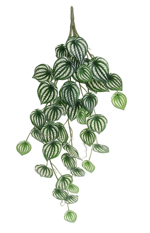 Trailing Calathea Houseplant (80cm) - Indoor Tropical Plant with Ornamental Foliage