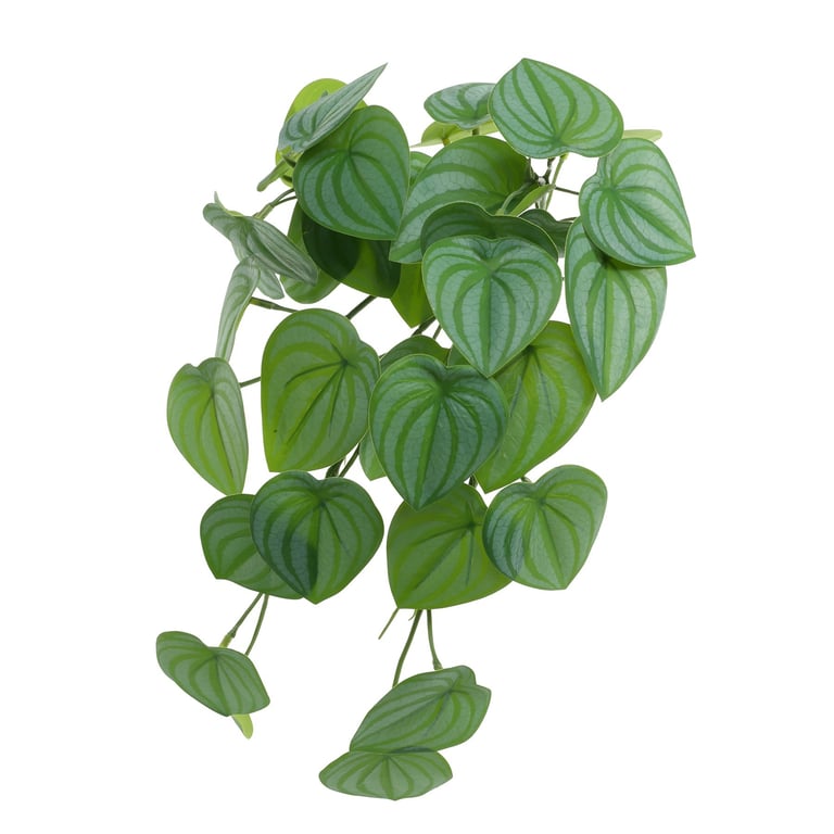 Trailing Scindapsus Houseplant (40cm) - Indoor Vine Plant for Green Walls & Foliage Decor