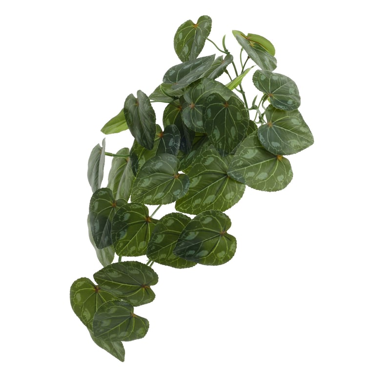 Trailing Cyclamen Houseplant - Winter Flowering Indoor Plant 40cm Hanging Basket Ready
