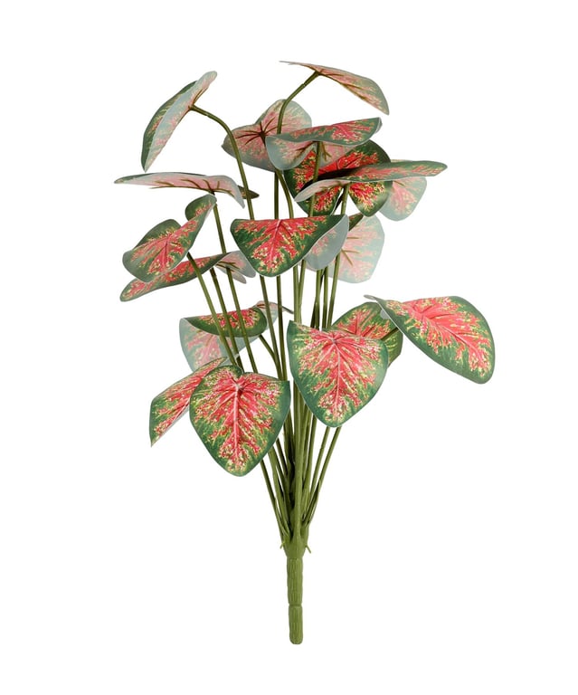 Caladium Tropical Houseplant - 46cm Indoor Leafy Plant with Vibrant Caladium Foliage