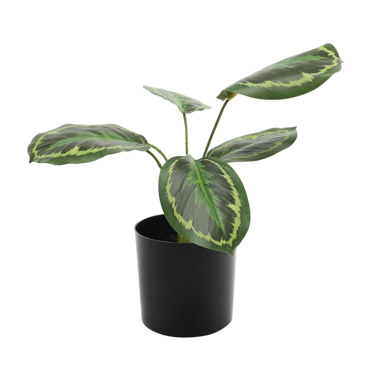 Ctenanthe Potted House Plant - 34cm Tropical Indoor Greenery