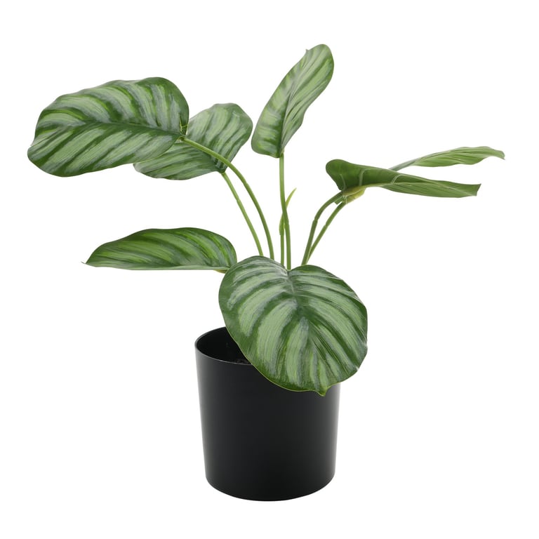 Calathea Potted House Plant - 38cm Large Indoor Tropical Greenery