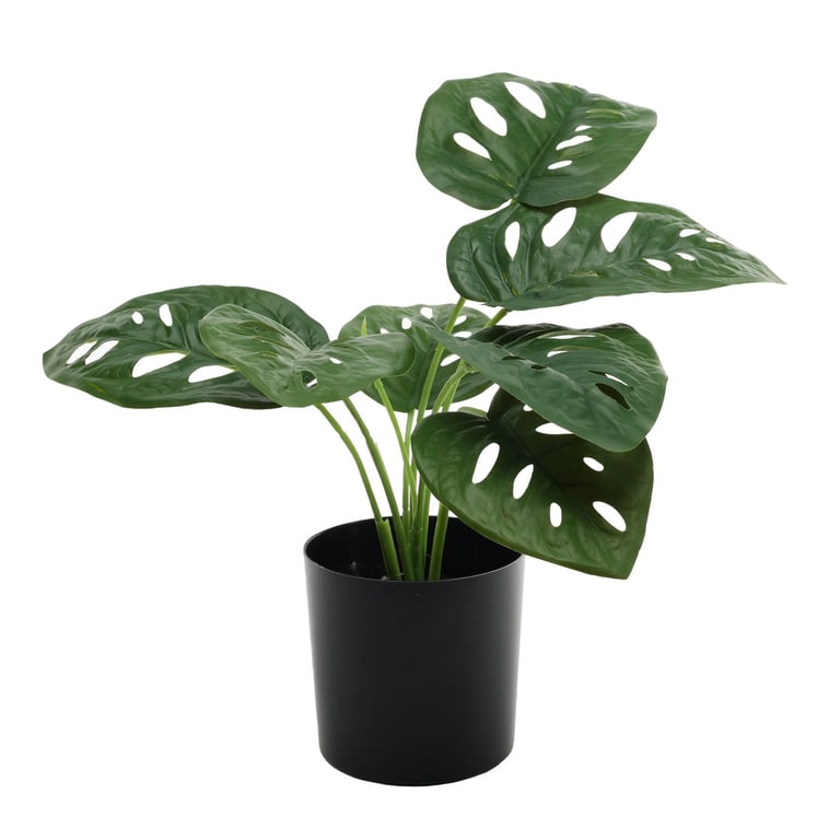 Monstera Potted House Plant - 40cm Tropical Green Indoor Plant