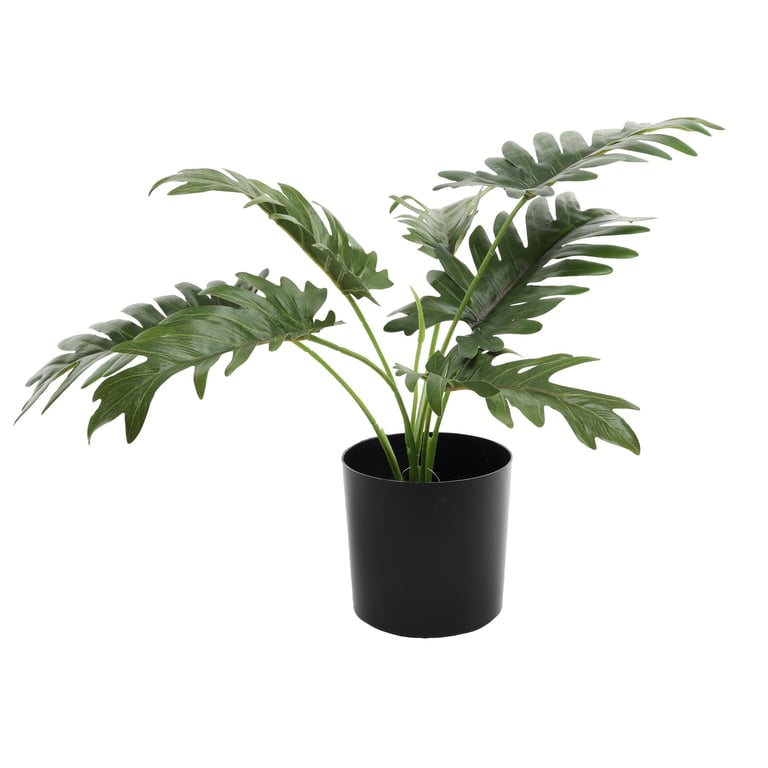 Philo Potted House Plant - 40cm Foliage Indoor Plant