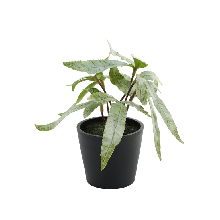 Pteris Potted House Plant - 13cm Indoor Greenery