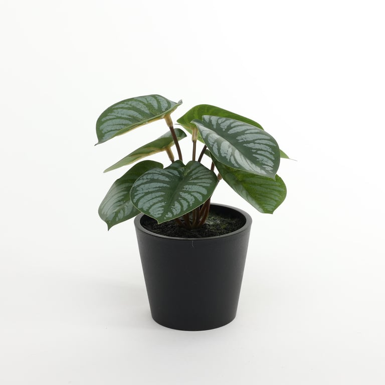 Calathea Potted House Plant - 13cm Indoor Tropical Greenery for Home Decor