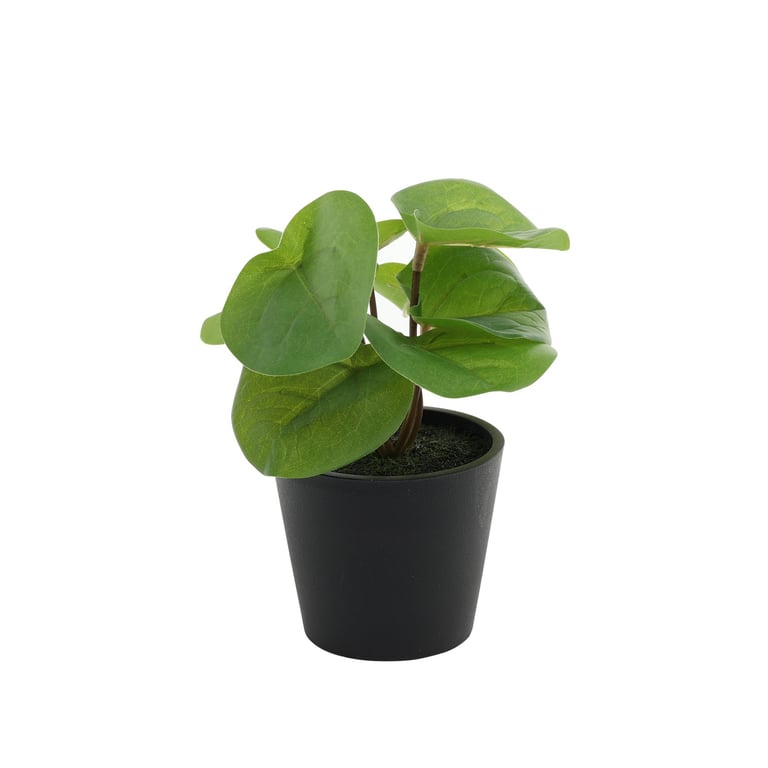 Pilea Potted Indoor House Plant - Small Green 13cm Pot Size