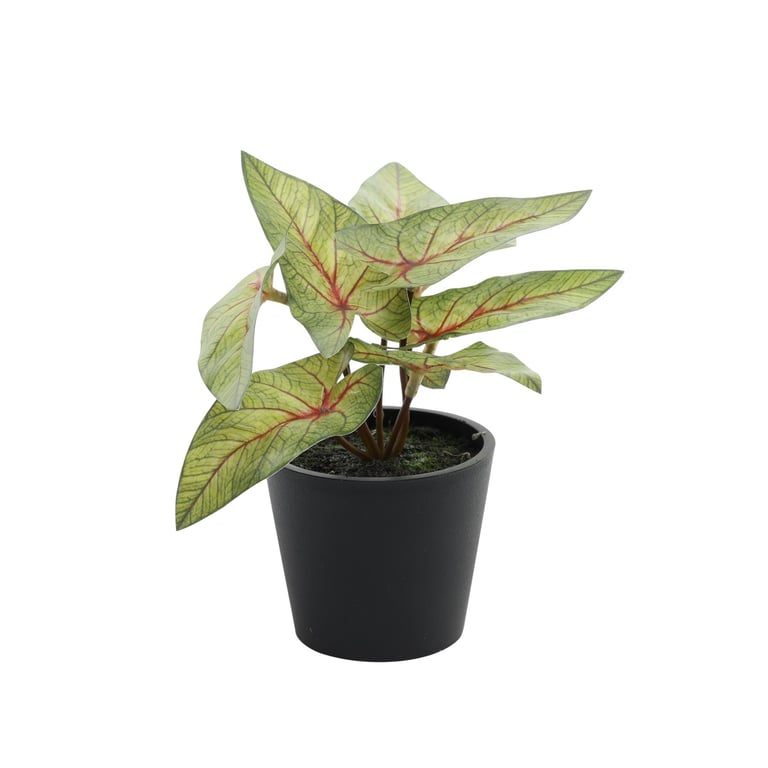 Light Green Mini Syngonium Potted House Plant (13cm) - Small Tropical Indoor Plant