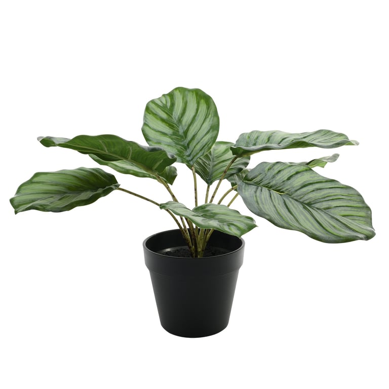 Calathea 30cm Potted Indoor Tropical Houseplant for Home Decor