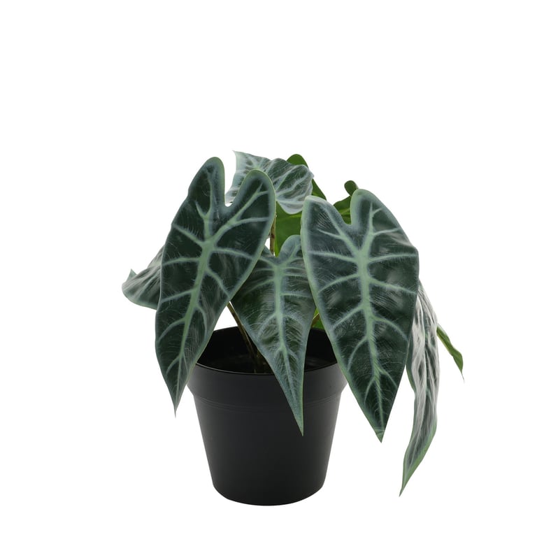 Caladium Potted House Plant - 23cm Indoor Tropical Decoration for Home Gardening