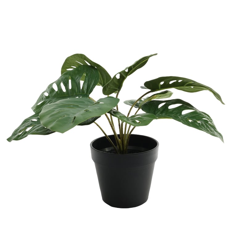 Monstera Potted House Plant (30cm) - Tropical Greenery for Indoor Spaces