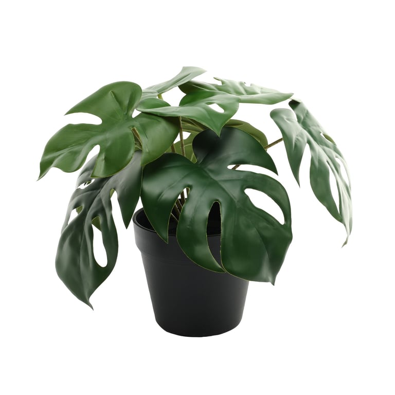 23cm Monstera Potted Indoor Tropical Houseplant for Decor and Greenery