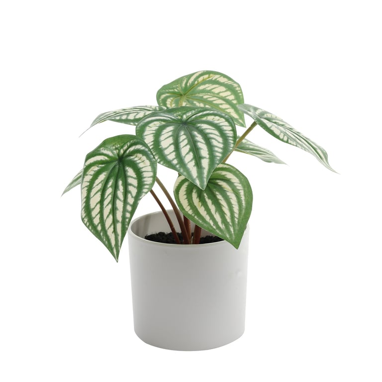 Calathea 20cm Potted Tropical Foliage House Plant