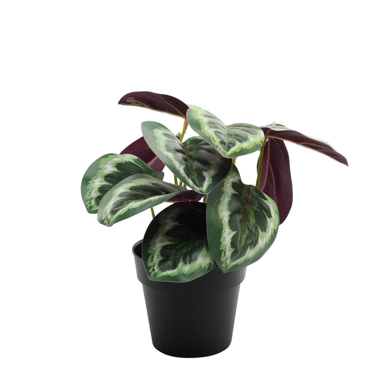 Calathea Potted House Plant - 22cm Indoor Tropical Plant, Easy Calathea Care, Perfect Decor for Home and Garden
