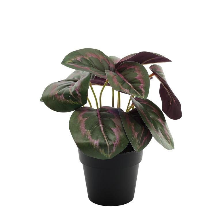 Dark Calathea Potted House Plant - 22cm Indoor Tropical Green Foliage Decor