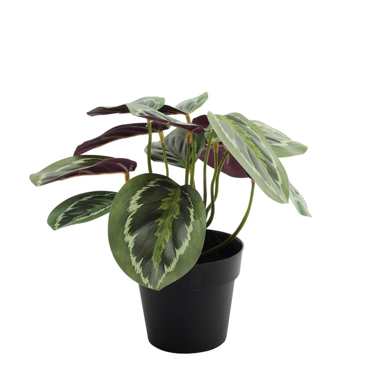 22cm Calathea Houseplant - Potted Tropical Indoor Plant