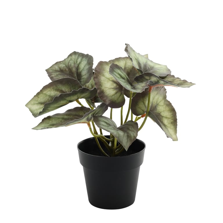 Begonia Potted House Plant - 22cm Flowering Ornamental Indoor Plant
