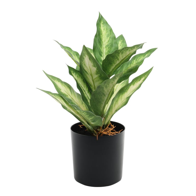 Dieffenbachia Potted House Plant - 20cm Indoor Tropical Greenery for Home Decor