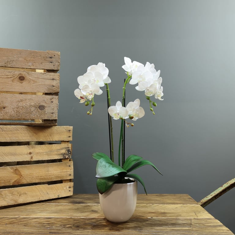 Artificial White Phalaenopsis Plant in Medium Planter - 3 Stems