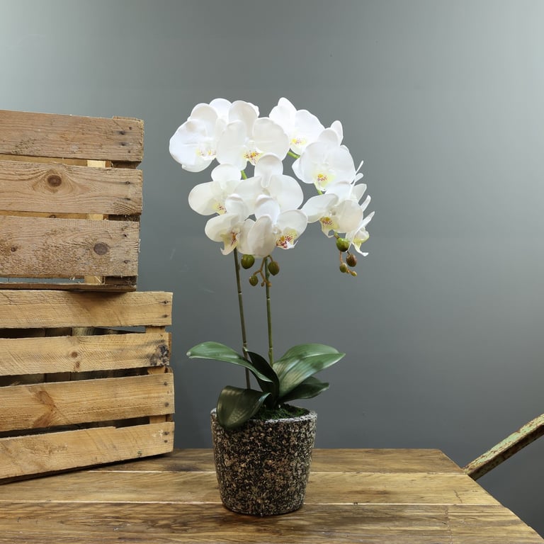 Artificial White Aragon Phalaenopsis Plant - 56cm Medium Size, 2 Stems in Planter, Home & Garden Decorations