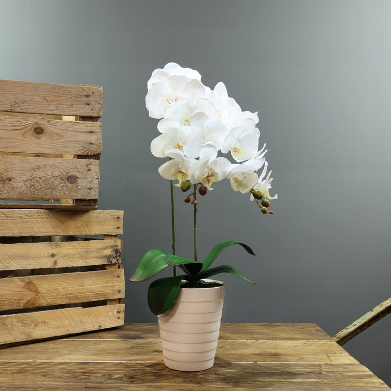 White Aragon Phalaenopsis Orchid Planter 58cm - Medium Sized 2 Stems Home Decor