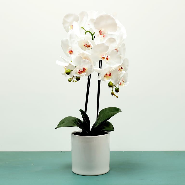 White Aragon Phalaenopsis - 2 Stems in Elegant Ceramic Pot, Perfect Indoor Home Decor Plant