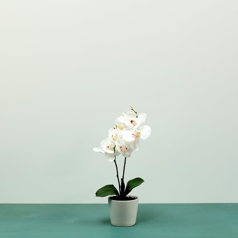 White Aragon Phalaenopsis Orchid - 1 Stem in Elegant Ceramic Pot