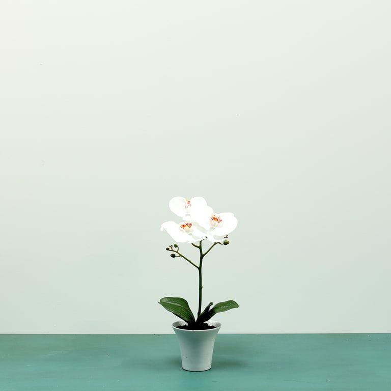 White Aragon Phalaenopsis in Ceramic Pot - Large Indoor White Orchid Plant H38cm