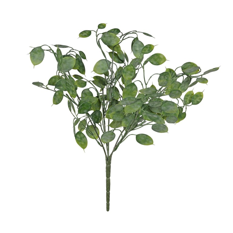 Botanica Honesty Leaf Bush - 43cm Indoor Green Houseplant with Leafy Leaves