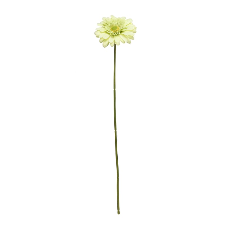 Green Gerbera Stem - 72cm Long, Perfect for Home Decor and Floral Arrangements